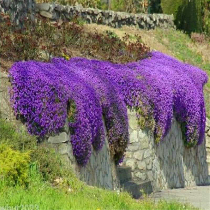 perennial ground cover flower seeds Ground Cover Rockcress Purple Flower Seeds Aubrieta Deltoidia