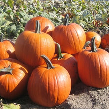 Load image into Gallery viewer, Buy Online High Quality Heirloom Pumpkin Mix Seeds, 3 varieties, | Buy Rare, And Extraordinary Heirloom Seeds - Seeds to Cherish
