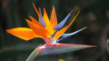 Load image into Gallery viewer, Buy Online High Quality Birds of Paradise Seeds, Orange, Tropical Flower | Buy Rare, And Extraordinary Heirloom Seeds - Seeds to Cherish
