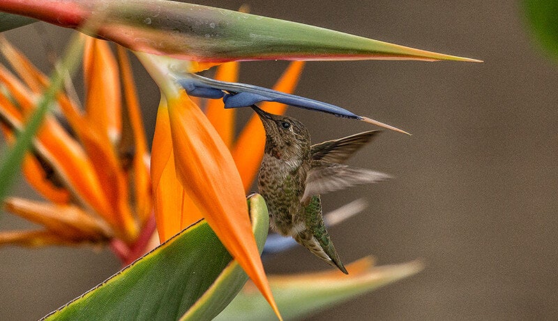 Buy Online High Quality Birds of Paradise Seeds, Orange, Tropical Flower | Buy Rare, And Extraordinary Heirloom Seeds - Seeds to Cherish