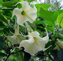 Load image into Gallery viewer, Buy Online High Quality Angels White Trumpet, Grow indoors or Outdoors, Very Fragrant | Buy Rare, And Extraordinary Heirloom Seeds - Seeds to Cherish
