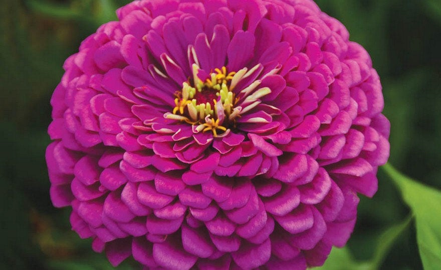 Buy Online High Quality Giant Double Blossom Zinnia Flower Mix Seeds | Buy Rare, And Extraordinary Heirloom Seeds - Seeds to Cherish