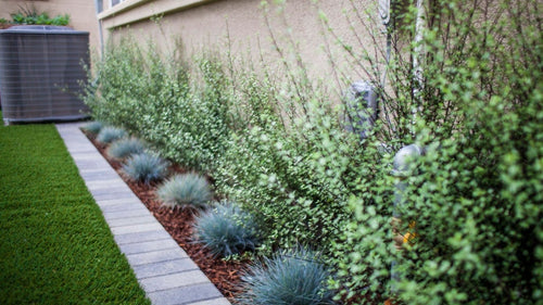 Buy Online High Quality Fescue Grass Seeds, Festuca Ovina Glauca, Desert Grass, Drought Tolerant,  Low Maintenance Zone 4-10 | Buy Rare, And Extraordinary Heirloom Seeds - Seeds to Cherish