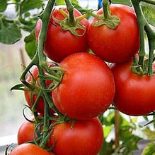 Load image into Gallery viewer, Buy Online High Quality Heirloom Short Season Tomato Seeds 42 Days, Organic, Non Gmo, Extra Early Harvest, Great for Short Seasons and Northern Climates, Zones 3-12 | Buy Rare, And Extraordin
