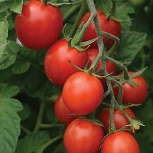 Load image into Gallery viewer, Buy Online High Quality Heirloom Tomato Seeds Earliest Tomato Variety 42 Days, First Variety to Yield Tomatoes 20 Seeds | Buy Rare, And Extraordinary Heirloom Seeds - Seeds to Cherish
