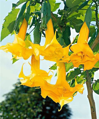 Buy Online High Quality Angels Trumpet  Datura Seeds Yellow Very Fragrant | Buy Rare, And Extraordinary Heirloom Seeds - Seeds to Cherish