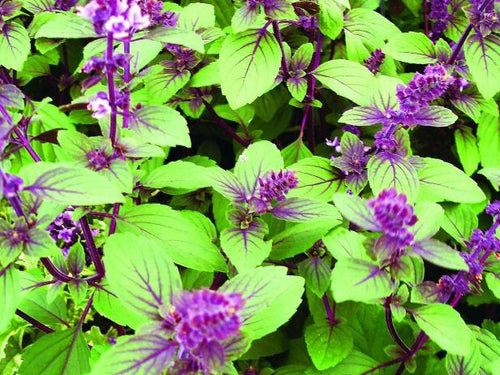 Buy Online High Quality Cinnamon Basil Herb Seeds, Heirloom | Buy Rare, And Extraordinary Heirloom Seeds - Seeds to Cherish