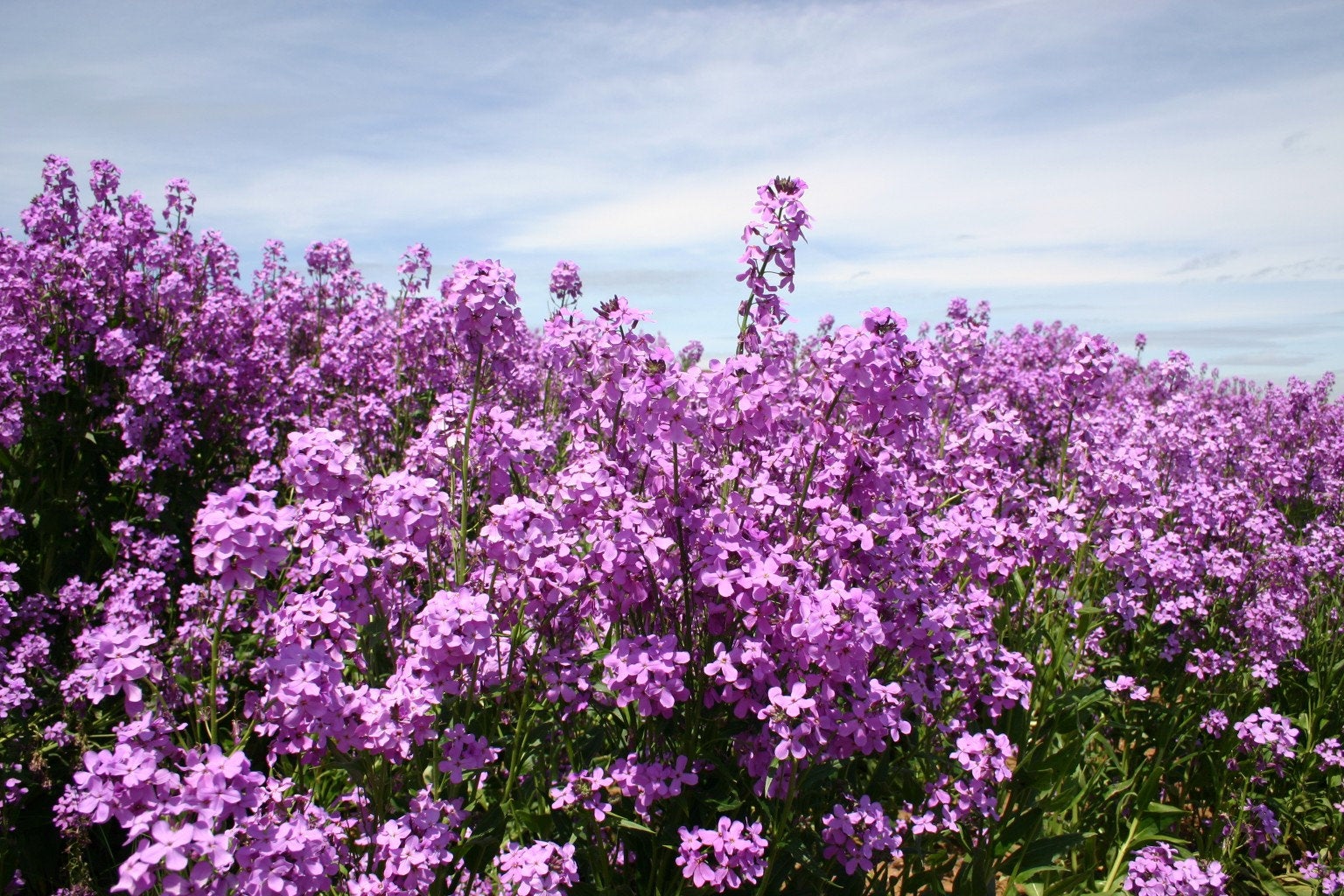 sweet rocket flower seeds Dames Rocket Purple Flower Seeds, Fragrant Perennial