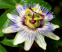 Load image into Gallery viewer, Buy Online High Quality Blue Passion Flower Seeds, Passiflora Caerulea, Blue Crown Passion, Vigorous Vine, Beautiful Flowers | Buy Rare, And Extraordinary Heirloom Seeds - Seeds to Cherish
