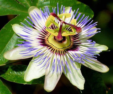 Buy Online High Quality Blue Passion Flower Seeds, Passiflora Caerulea, Blue Crown Passion, Vigorous Vine, Beautiful Flowers | Buy Rare, And Extraordinary Heirloom Seeds - Seeds to Cherish