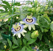 Load image into Gallery viewer, Buy Online High Quality Blue Passion Flower Seeds, Passiflora Caerulea, Blue Crown Passion, Vigorous Vine, Beautiful Flowers | Buy Rare, And Extraordinary Heirloom Seeds - Seeds to Cherish
