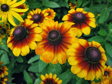 Load image into Gallery viewer, Buy Online High Quality Gloriosa Daisy Rudbeckia hirta Seeds | Buy Rare, And Extraordinary Heirloom Seeds - Seeds to Cherish

