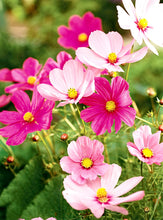 Load image into Gallery viewer, Buy Online High Quality Tall Cosmos Mix Flower Seeds, Pink, White, Maroon | Buy Rare, And Extraordinary Heirloom Seeds - Seeds to Cherish
