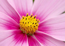 Load image into Gallery viewer, Buy Online High Quality Tall Cosmos Mix Flower Seeds, Pink, White, Maroon | Buy Rare, And Extraordinary Heirloom Seeds - Seeds to Cherish
