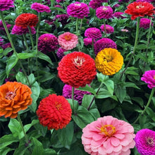 Load image into Gallery viewer, Buy Online High Quality Giant Double Blossom Zinnia Flower Mix Seeds | Buy Rare, And Extraordinary Heirloom Seeds - Seeds to Cherish
