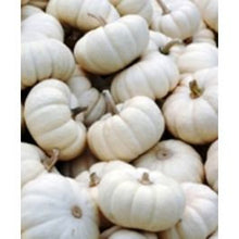 Load image into Gallery viewer, Buy Online High Quality Baby Boo Pumpkin Seeds, Heirloom | Buy Rare, And Extraordinary Heirloom Seeds - Seeds to Cherish
