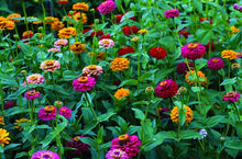 Load image into Gallery viewer, Buy Online High Quality Giant Double Blossom Zinnia Flower Mix Seeds | Buy Rare, And Extraordinary Heirloom Seeds - Seeds to Cherish
