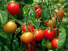 Load image into Gallery viewer, Buy Online High Quality Heirloom Tomato Seeds Earliest Tomato Variety 42 Days, First Variety to Yield Tomatoes 20 Seeds | Buy Rare, And Extraordinary Heirloom Seeds - Seeds to Cherish
