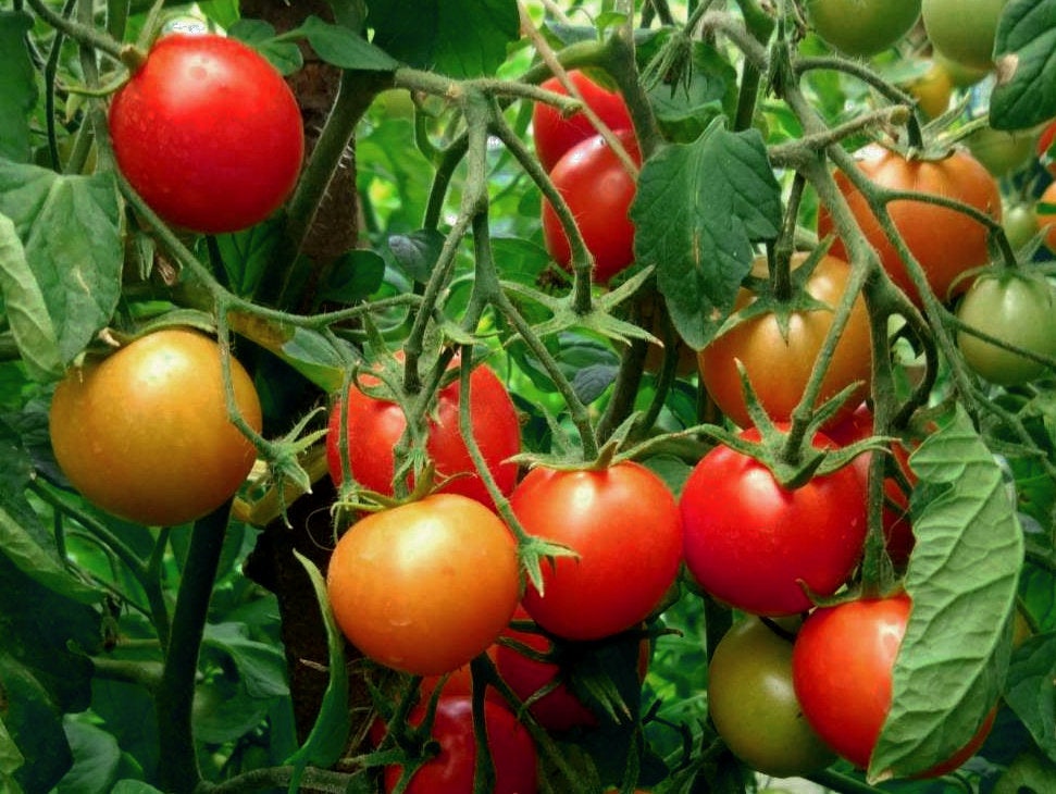 トマトウマ Mrs. Maxwell's Big Italian - Tomato Seeds | Organic TomatoFest