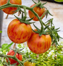 Load image into Gallery viewer, Buy Online High Quality Artisan Tomato Pink Bumble Bee Seeds, Organic | Buy Rare, And Extraordinary Heirloom Seeds - Seeds to Cherish
