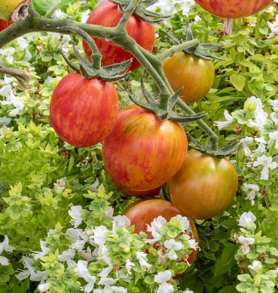 Buy Online High Quality Artisan Tomato Pink Bumble Bee Seeds, Organic | Buy Rare, And Extraordinary Heirloom Seeds - Seeds to Cherish