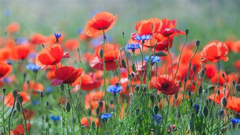 Buy Online High Quality Oriental Poppy Flower Seeds Glowing Orange-Red Blooms | Buy Rare, And Extraordinary Heirloom Seeds - Seeds to Cherish