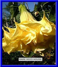 Load image into Gallery viewer, Buy Online High Quality Angels Trumpet  Datura Seeds Yellow Very Fragrant | Buy Rare, And Extraordinary Heirloom Seeds - Seeds to Cherish
