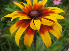 Load image into Gallery viewer, Buy Online High Quality Gloriosa Daisy Rudbeckia hirta Seeds | Buy Rare, And Extraordinary Heirloom Seeds - Seeds to Cherish

