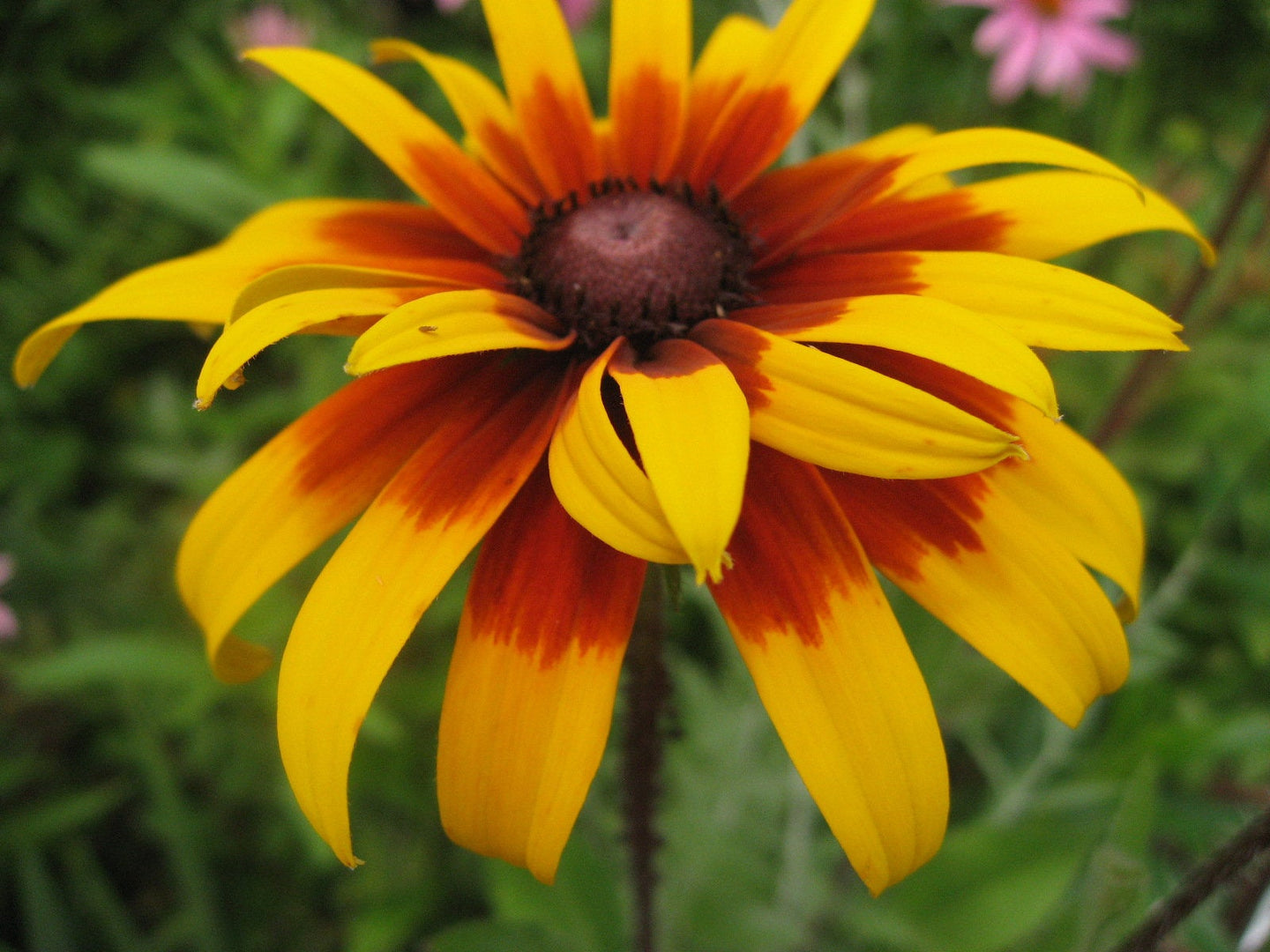 Buy Online High Quality Gloriosa Daisy Rudbeckia hirta Seeds | Buy Rare, And Extraordinary Heirloom Seeds - Seeds to Cherish