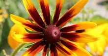 Load image into Gallery viewer, Buy Online High Quality Gloriosa Daisy Rudbeckia hirta Seeds | Buy Rare, And Extraordinary Heirloom Seeds - Seeds to Cherish
