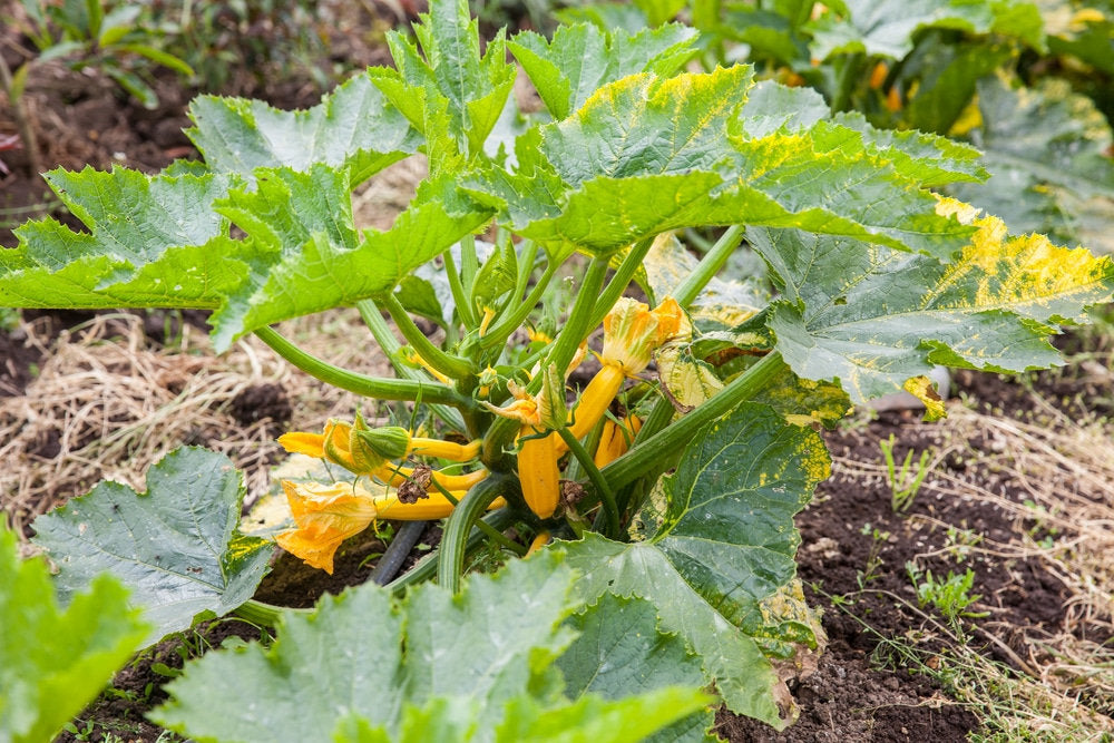 golden zucchini plant Heirloom Golden Zucchini Squash Seeds