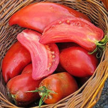 Load image into Gallery viewer, Buy Online High Quality Heirloom Jersy Devil Tomato Seeds, Organic | Buy Rare, And Extraordinary Heirloom Seeds - Seeds to Cherish
