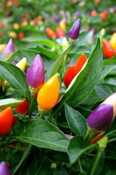 Heirloom Chinese Five Color Organic Hot Pepper Seeds