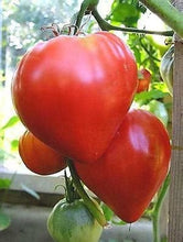 Load image into Gallery viewer, Buy Online High Quality Heirloom Hungarian Heart Tomato Seeds, | Buy Rare, And Extraordinary Heirloom Seeds - Seeds to Cherish

