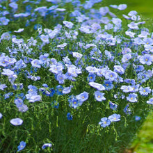 Load image into Gallery viewer, Buy Online High Quality Blue Flax Flower Seeds | Buy Rare, And Extraordinary Heirloom Seeds - Seeds to Cherish

