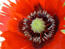 Load image into Gallery viewer, Buy Online High Quality Oriental Poppy Flower Seeds Glowing Orange-Red Blooms | Buy Rare, And Extraordinary Heirloom Seeds - Seeds to Cherish
