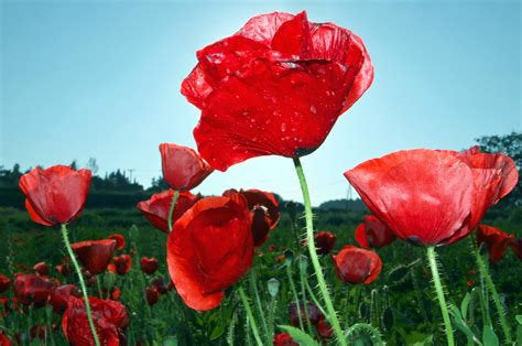 red poppy flower seeds Oriental Poppy Flower Seeds Glowing Orange-Red Blooms