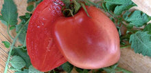 Load image into Gallery viewer, Buy Online High Quality Heirloom Hungarian Heart Tomato Seeds, | Buy Rare, And Extraordinary Heirloom Seeds - Seeds to Cherish
