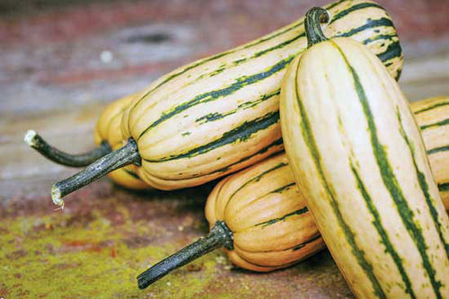 Buy Online High Quality Honeyboat Delicata Squash, Non Gmo, Organic, Super Sweet Squash | Buy Rare, And Extraordinary Heirloom Seeds - Seeds to Cherish