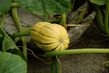 Load image into Gallery viewer, Buy Online High Quality Honeyboat Delicata Squash, Non Gmo, Organic, Super Sweet Squash | Buy Rare, And Extraordinary Heirloom Seeds - Seeds to Cherish
