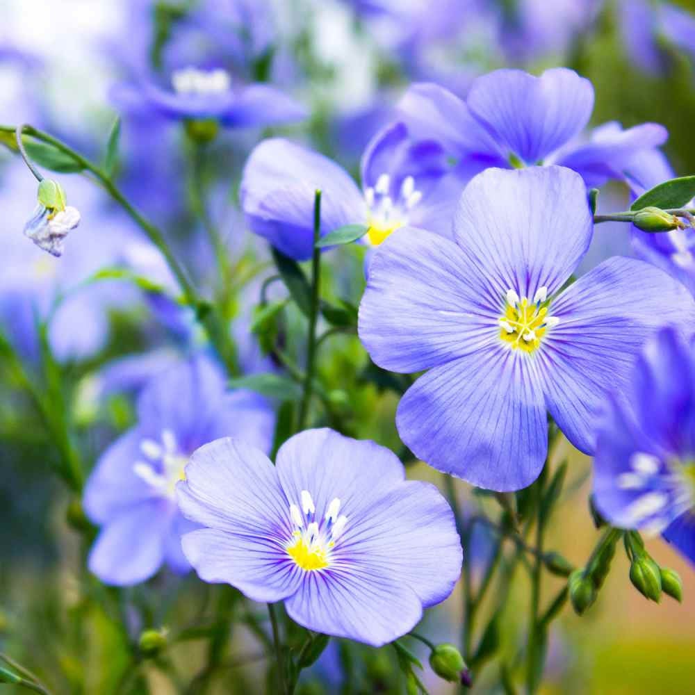 Buy Online High Quality Blue Flax Flower Seeds | Buy Rare, And Extraordinary Heirloom Seeds - Seeds to Cherish