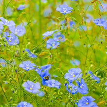 Load image into Gallery viewer, Buy Online High Quality Blue Flax Flower Seeds | Buy Rare, And Extraordinary Heirloom Seeds - Seeds to Cherish
