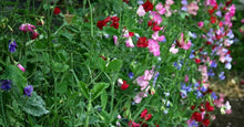 Load image into Gallery viewer, Buy Online High Quality Sweet Pea Mammoth Mix Seeds Very Fragrant | Buy Rare, And Extraordinary Heirloom Seeds - Seeds to Cherish

