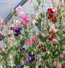 Load image into Gallery viewer, Buy Online High Quality Sweet Pea Mammoth Mix Seeds Very Fragrant | Buy Rare, And Extraordinary Heirloom Seeds - Seeds to Cherish

