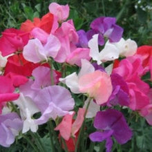 Load image into Gallery viewer, Buy Online High Quality Sweet Pea Mammoth Mix Seeds Very Fragrant | Buy Rare, And Extraordinary Heirloom Seeds - Seeds to Cherish
