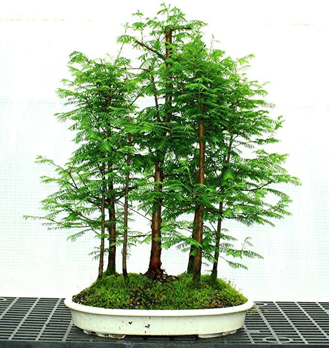 Buy Online High Quality Redwood Bonsai Tree Seeds | Buy Rare, And Extraordinary Heirloom Seeds - Seeds to Cherish