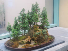 Load image into Gallery viewer, Buy Online High Quality Redwood Bonsai Tree Seeds | Buy Rare, And Extraordinary Heirloom Seeds - Seeds to Cherish
