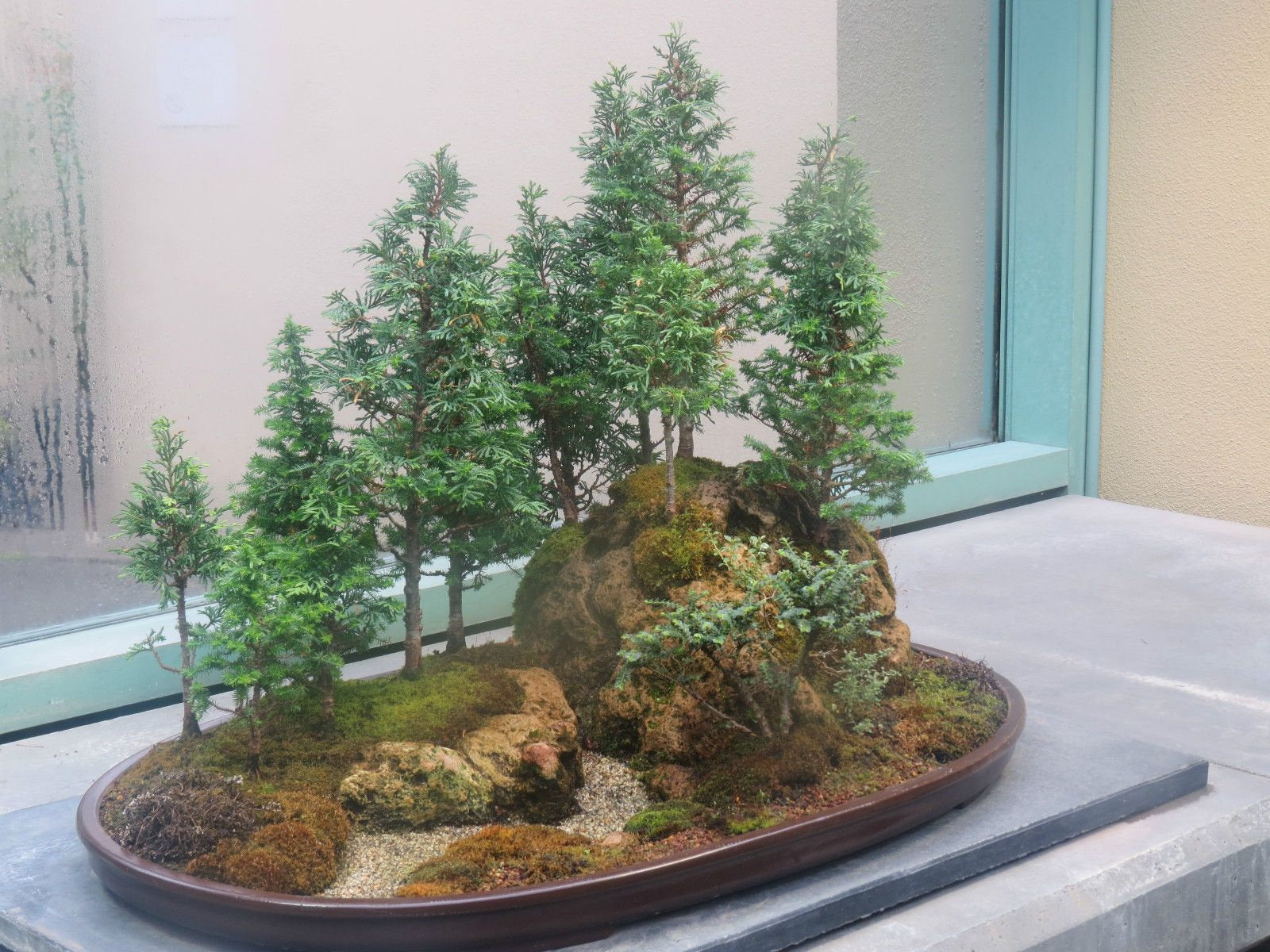 bonsai tree buy online Redwood Bonsai Tree Seeds