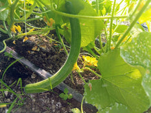 Load image into Gallery viewer, Buy Online High Quality Armenian Cucumber Seeds Heirloom | Buy Rare, And Extraordinary Heirloom Seeds - Seeds to Cherish
