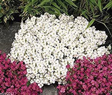 Load image into Gallery viewer, Buy Online High Quality White Rock Cress Flower Seeds, Ground Cover, | Buy Rare, And Extraordinary Heirloom Seeds - Seeds to Cherish
